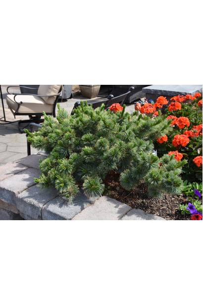 Pinus parviflora Кін-По / Кінпо догляд